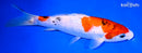 7.75" SANKE