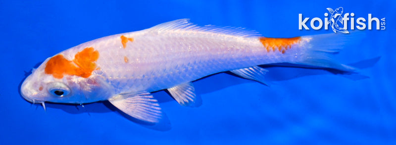 5" HARIWAKE