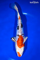 11" HEISEI NISHIKI