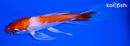 6.25" HARIWAKE BUTTERFLY