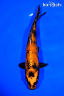 8" KIN HI UTSURI