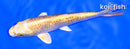 7" GINRIN YAMABUKI OGON