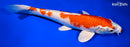 10.5" KUCHIBENI HARIWAKE