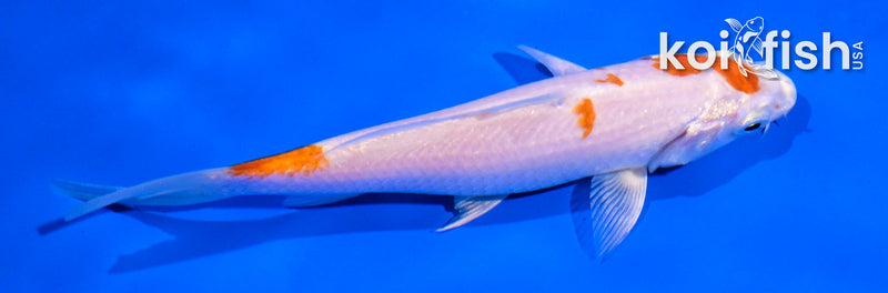 5" HARIWAKE