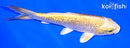 7" GINRIN YAMABUKI OGON