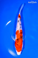 7.75" SANKE