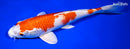 10.5" KUCHIBENI HARIWAKE