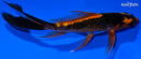 5.5" KIN ORENJI MATSUBA BUTTERFLY
