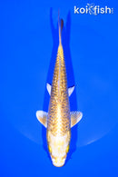 7" GINRIN YAMABUKI OGON