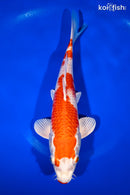 10.5" KUCHIBENI HARIWAKE