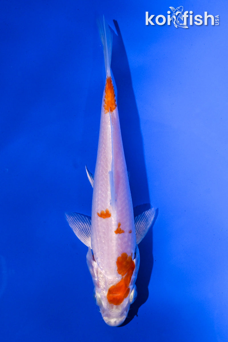 5" HARIWAKE