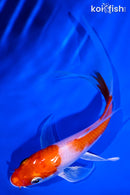 6.25" HARIWAKE BUTTERFLY
