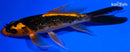 5.5" KIN ORENJI MATSUBA BUTTERFLY