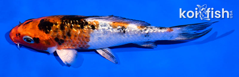 5.5" GINRIN YAMATO NISHIKI