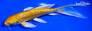 6.5" ARAGOKE YAMABUKI OGON BUTTERFLY