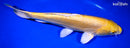 12" DOITSU YAMABUKI OGON