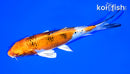 7.25" YAMATO NISHIKI