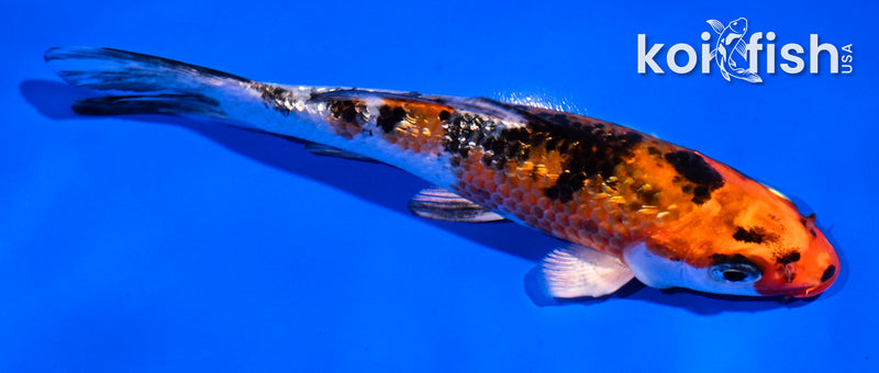 5.5" GINRIN YAMATO NISHIKI
