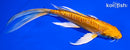 6.5" ARAGOKE YAMABUKI OGON BUTTERFLY