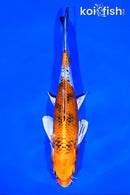 7.25" YAMATO NISHIKI