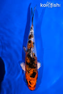 5.5" GINRIN YAMATO NISHIKI