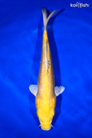 12" DOITSU YAMABUKI OGON