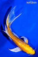 6.5" ARAGOKE YAMABUKI OGON BUTTERFLY