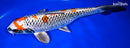 11.5" BENI GINGA