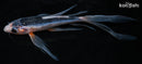7" ASAGI BUTTERFLY