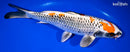 11.5" BENI GINGA