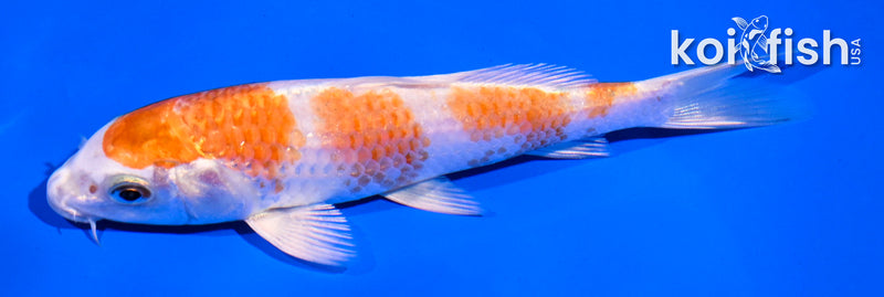 5.5" HARIWAKE