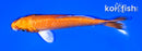 6" ORENJI OGON