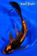 5.5" KIN ORENJI MATSUBA BUTTERFLY