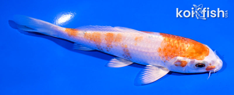 5.5" HARIWAKE