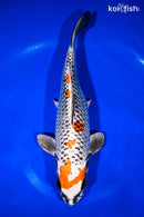 11.5" BENI GINGA