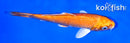 6" ORENJI OGON