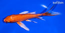 5.75" ORENJI OGON BUTTERFLY