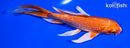 5.75" ORENJI OGON BUTTERFLY