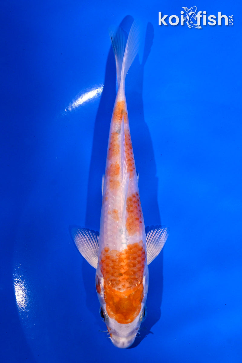 5.5" HARIWAKE