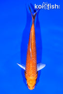 6" ORENJI OGON