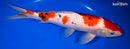 12.75" SANKE