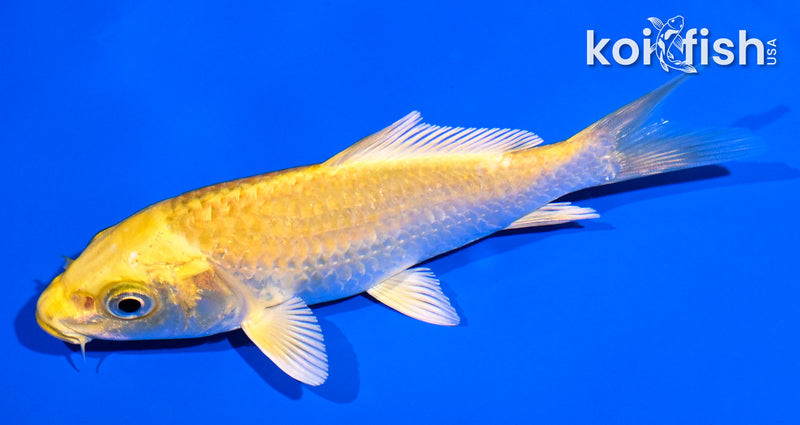 4.5" YAMABUKI OGON
