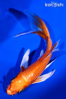 5.75" ORENJI OGON BUTTERFLY
