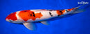 12.75" SANKE