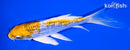 5.75" GINRIN KUJAKU BUTTERFLY