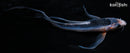 7" ASAGI BUTTERFLY