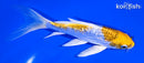 5.75" GINRIN KUJAKU BUTTERFLY