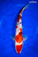 12.75" SANKE