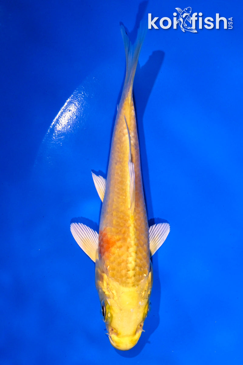 4.5" YAMABUKI OGON