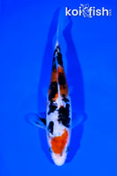 7" DOITSU SANKE